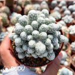 Mammillaria humboldtii Ehrenb Clustering - Image 2