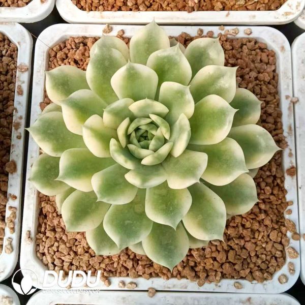 Echeveria Ten Autumn Variegated - Image 1