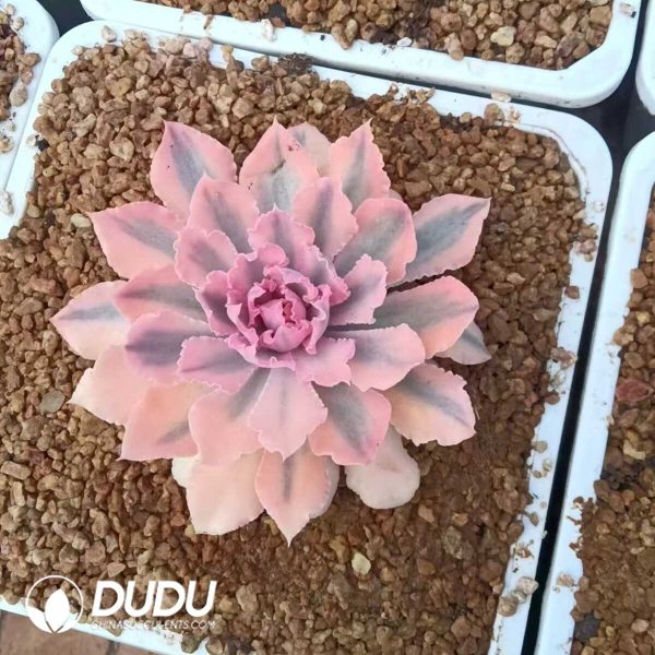 1756132325-e201-1-2.jpg Echeveria Neon Breakers Variegated - Image 1