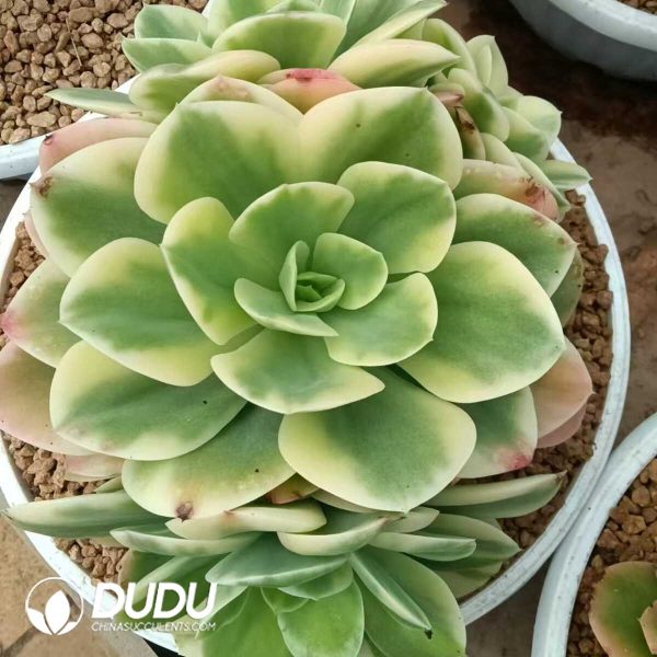 Echeveria Star Natha Variegated Clustering - Image 1