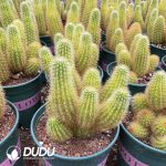 (Seed Grown)Cactus-Cleistocactus icosagonus Clustering