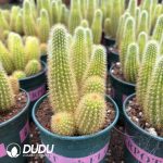 (Seed Grown)Cactus-Cleistocactus icosagonus Clustering - Image 2