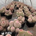 (Grafted)Cactus-Echinocereus rigidissimus rubispinus 6 Heads Clustering - Image 2