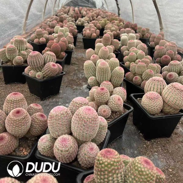 (Grafted)Cactus-Echinocereus rigidissimus rubispinus 6 Heads Clustering - Image 2