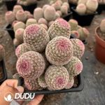 (Grafted)Cactus-Echinocereus rigidissimus rubispinus 7 Heads Clustering