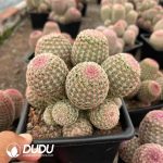 (Grafted)Cactus-Echinocereus rigidissimus rubispinus 7 Heads Clustering - Image 2