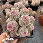 (Grafted)Cactus-Echinocereus rigidissimus rubispinus 8 Heads Clustering