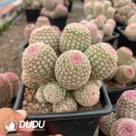 (Grafted)Cactus-Echinocereus rigidissimus rubispinus 8 Heads Clustering - Image 2