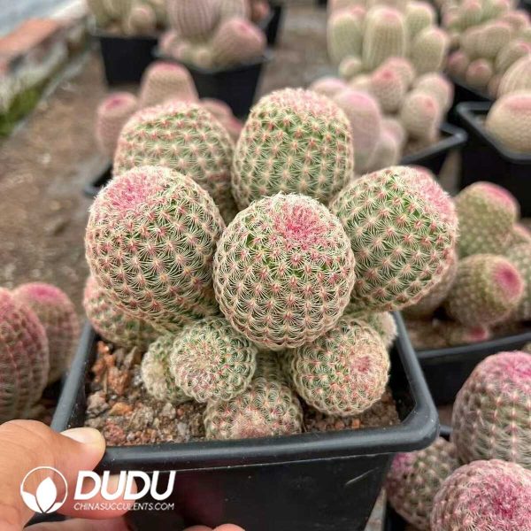 (Grafted)Cactus-Echinocereus rigidissimus rubispinus 8 Heads Clustering - Image 2