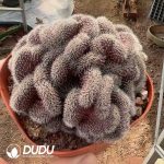 (Rooted Cutting)Cactus-Echinopsis Schick Hybrids cristata