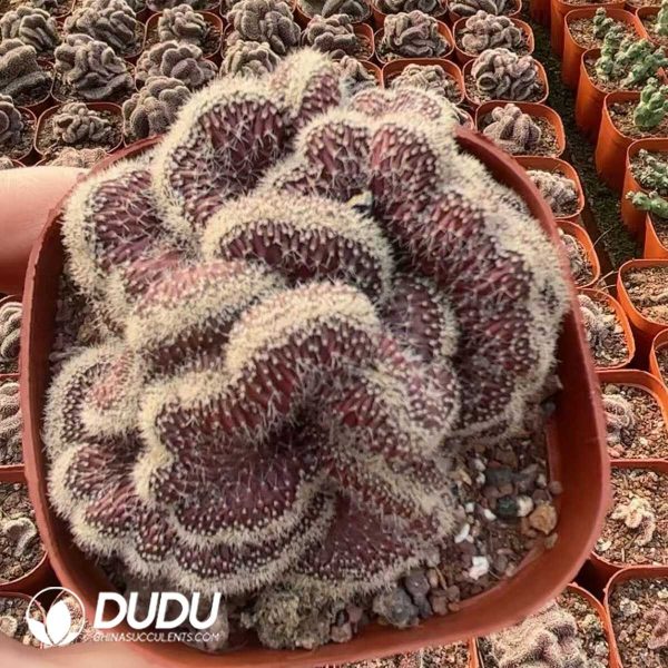 (Rooted Cutting)Cactus-Echinopsis Schick Hybrids cristata - Image 2