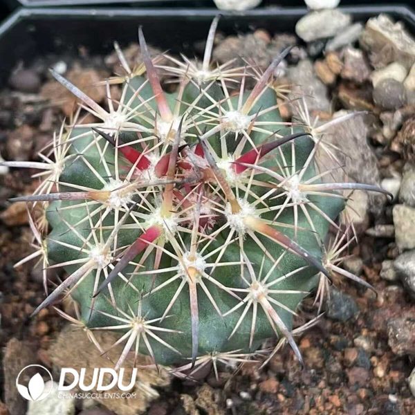 1756132344-e201-8-2.jpg (Seed Grown)Cactus-Echinomastus unguispinus v.laui - Image 1