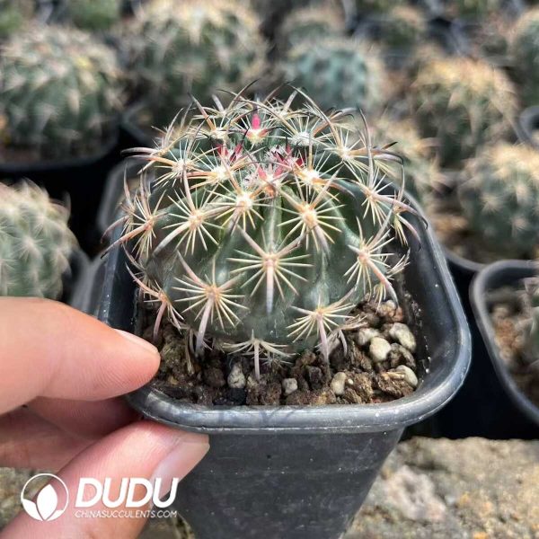 (Seed Grown)Cactus-Echinomastus unguispinus v.laui - Image 2