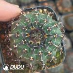 (Seed Grown)Gymnocalycium bodenbenderianum