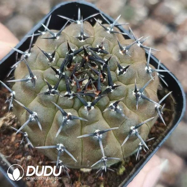 (Seed Grown)Gymnocalycium bodenbenderianum - Image 2