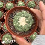 (Rooted Cutting)Cactus-Coryphantha elephantidens cv.Inermis offset