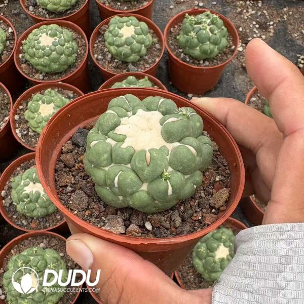 (Rooted Cutting)Cactus-Coryphantha elephantidens cv.Inermis offset - Image 2