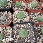 (Seed Grown)Asclepiadaceae-Pseudolithos migiurtinus