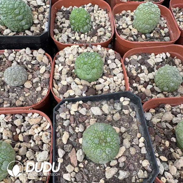 (Seed Grown)Asclepiadaceae-Pseudolithos migiurtinus - Image 1
