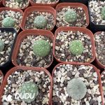 (Seed Grown)Asclepiadaceae-Pseudolithos migiurtinus - Image 2