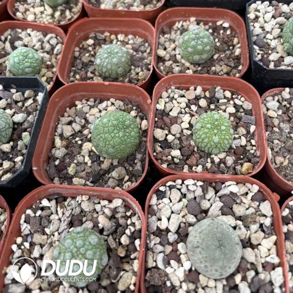(Seed Grown)Asclepiadaceae-Pseudolithos migiurtinus - Image 2