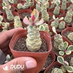 (Rooted Cutting)Euphorbia ritchiei alba variegata