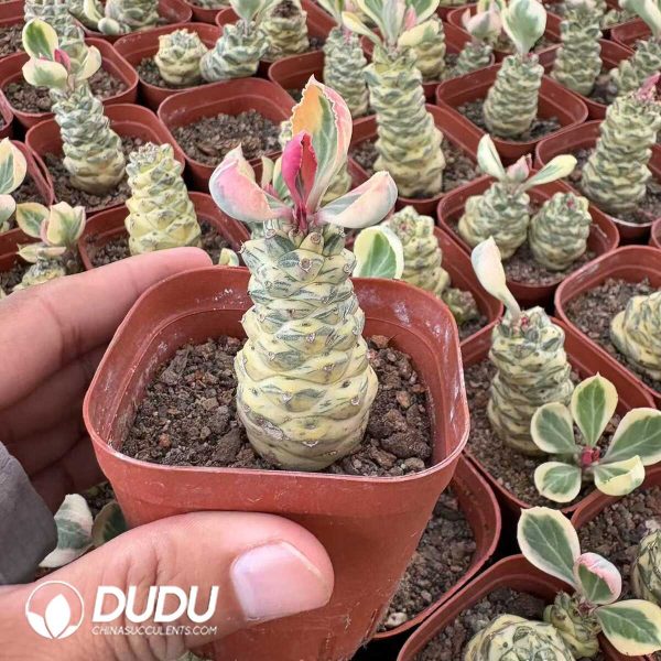 (Rooted Cutting)Euphorbia ritchiei alba variegata - Image 1