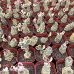 (Rooted Cutting)Euphorbia ritchiei alba variegata - Image 2