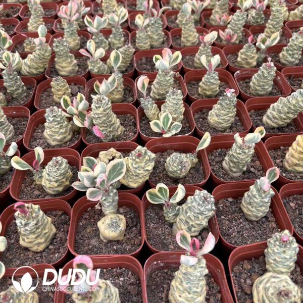 (Rooted Cutting)Euphorbia ritchiei alba variegata - Image 2