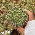 (Seed Grown)Cactus-Mammillaria camptotricha Clustering