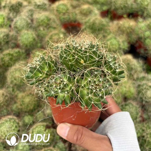 (Seed Grown)Cactus-Mammillaria camptotricha Clustering - Image 2