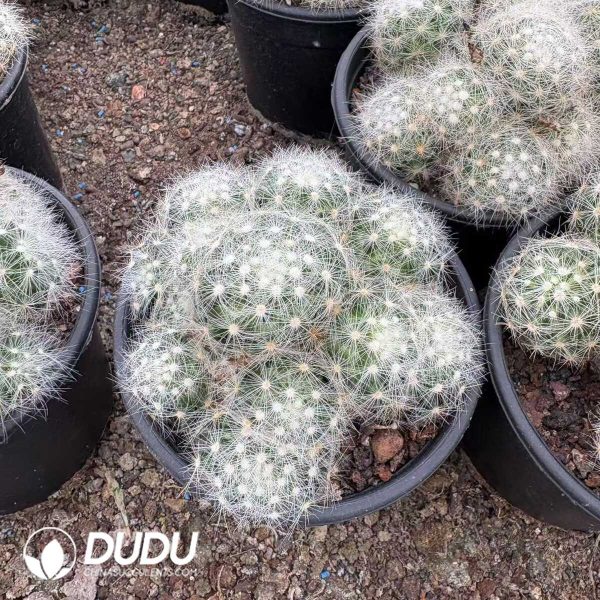 1756132362-e201-14-2.jpg (Rooted Cutting)Cactus-Mammillaria baumii Clustering - Image 1