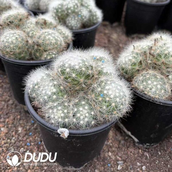 (Rooted Cutting)Cactus-Mammillaria baumii Clustering - Image 2