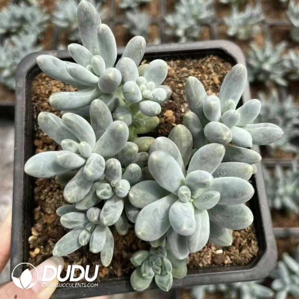 1756132369-e201-16-2.jpg Pachyphytum Ura Milk Clustering - Image 1