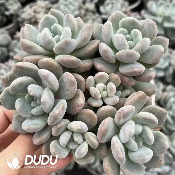 1756132371-e201-17-2.jpg Echeveria Ice Orange Monstrose Clustering - Image 1