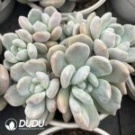 Echeveria Ice Orange Monstrose Clustering - Image 2