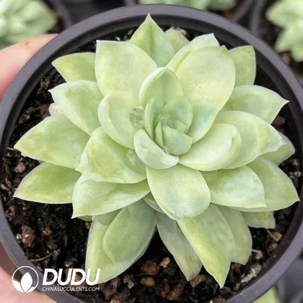 1756132374-e201-18-2.jpg Echeveria Ice Rose Queen Variegata - Image 1