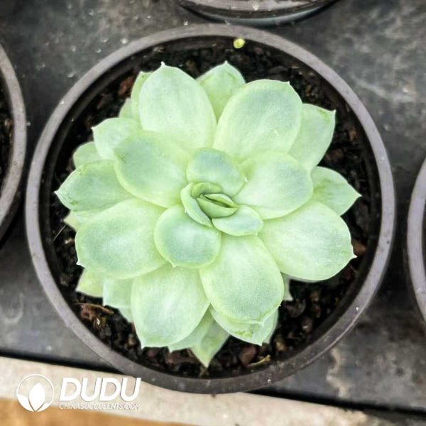 Echeveria Ice Rose Queen Variegata - Image 2