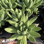 Pachyphytum Song of the Sea Clustering