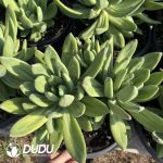 Pachyphytum Song of the Sea Clustering - Image 2