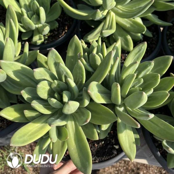 Pachyphytum Song of the Sea Clustering - Image 2