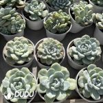 Echeveria Ice Green Monstrose - Image 2