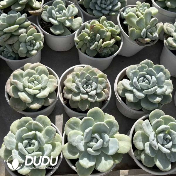 Echeveria Ice Green Monstrose - Image 2