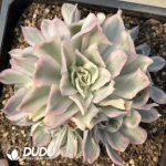 Echeveria Purple Butterfly Clustering