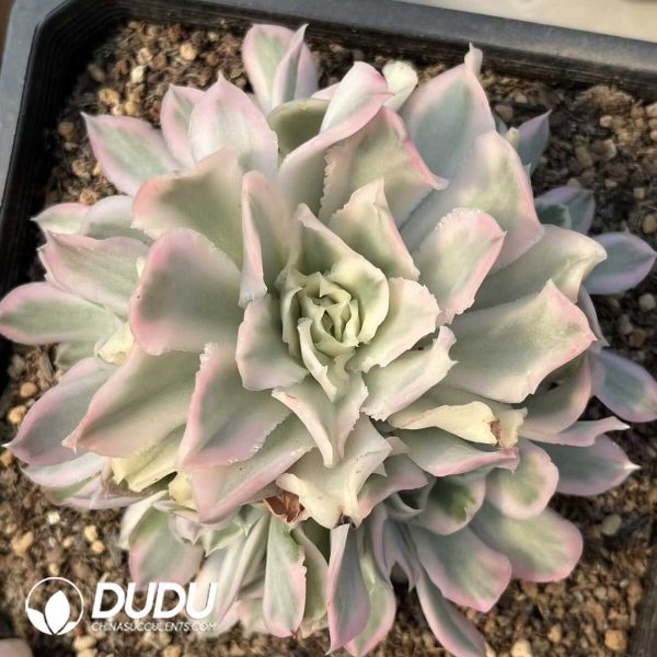 Echeveria Purple Butterfly Clustering - Image 2