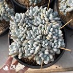 Pachyphytum Fragrant Snow Flat Head Clustering - Image 2
