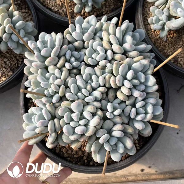 Pachyphytum Fragrant Snow Flat Head Clustering - Image 2