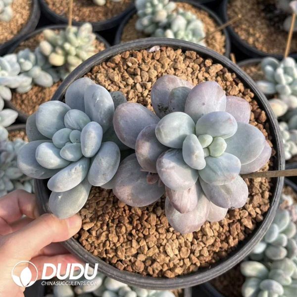 Pachyphytum Perfume Monstrose Double Head - Image 1