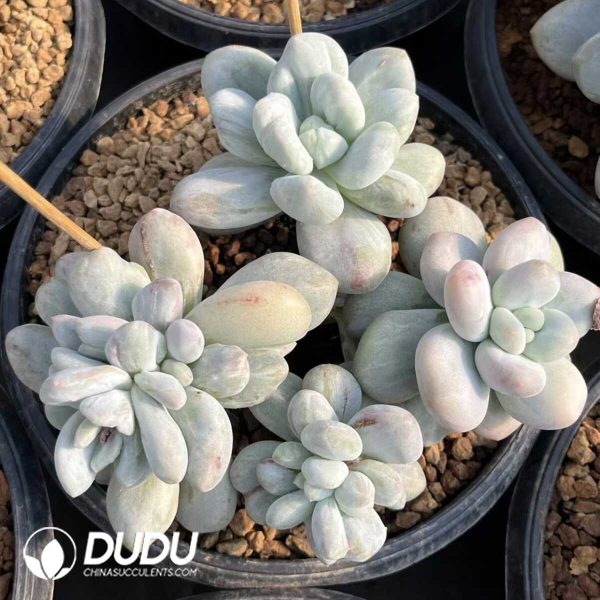 1756132391-e201-24-2.jpg Pachyphytum Perfume Monstrose 4 Head Clustering - Image 1