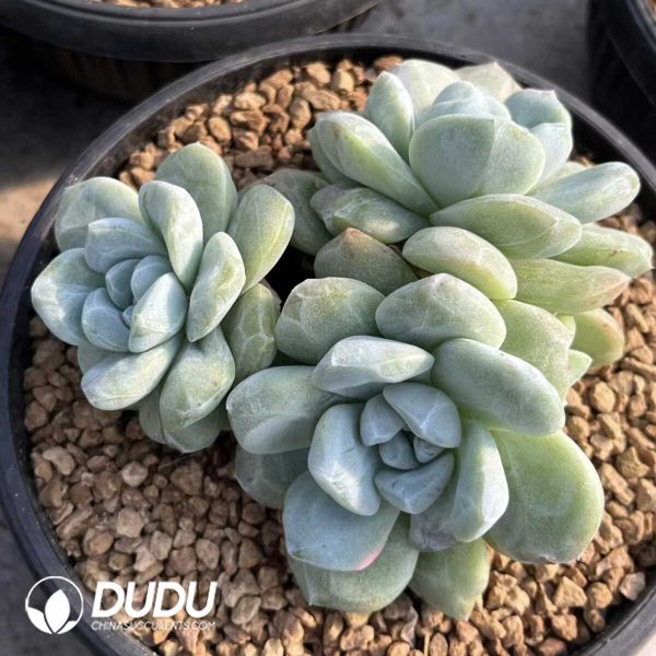 Echeveria Ice Green Monstrose - Image 2